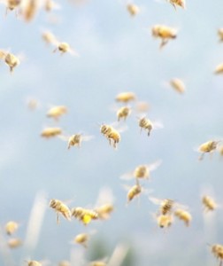 Bees flying