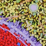 blood cells