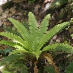 fern
