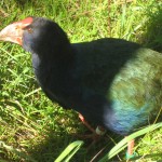 takahe