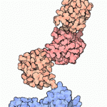 ubiquitin