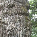 tortured orchard
