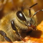 Bee Photo