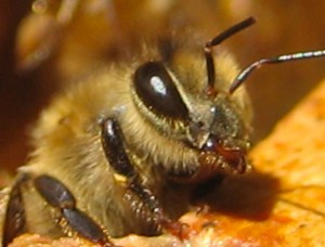 Bee Photo