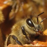 Bee Photo
