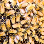 honeycomb