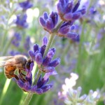 LAVENDER copy