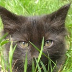 shrodingerscat