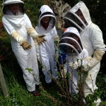 beesuits