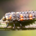 Coccinella septempunctata