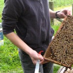 beekeeper