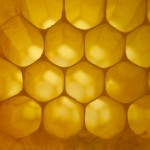 honeycomb