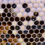 brood2