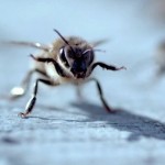 honeybee